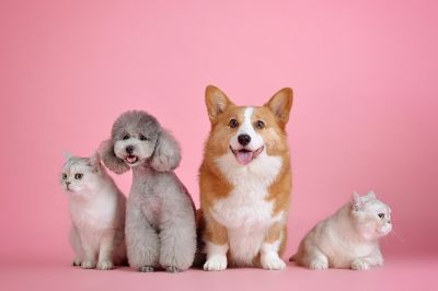 animali domestici cani e gatti